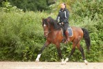 Atahualpa - pure race espagnole au Parc du château de Rambouillet